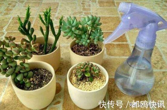 多肉长虫了怎么办3个小方法，虫子一个都不见，叶片又肥又美