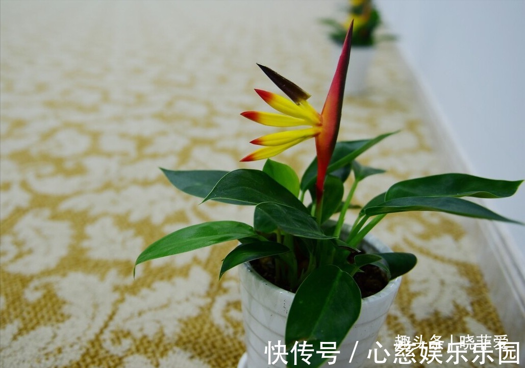 客厅养花不宜多!12种“吉祥花”任选一种,寓意好“养人”还旺家