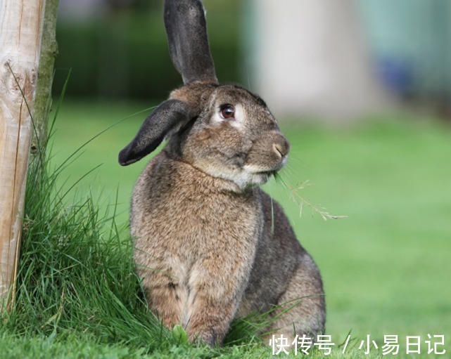 人性格|年底喜事多，财运大逆转的3个生肖，事业如鱼得水，一顺百顺！