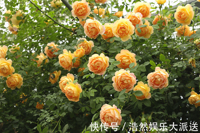 私人小花园|阳台养花选这款，花量巨大，可做花墙，全年可开花，漂亮又好养