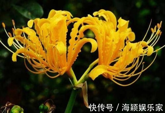 喜欢菊花,不如养盆“花中精品”忽地笑,神秘冷艳,风韵独具