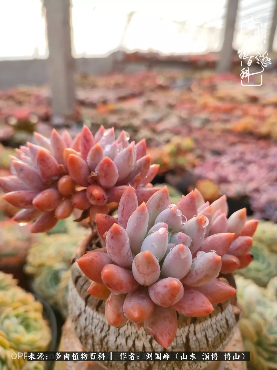 贵的不一定是对的,你的多肉究竟值多少钱附冬季养护攻略!