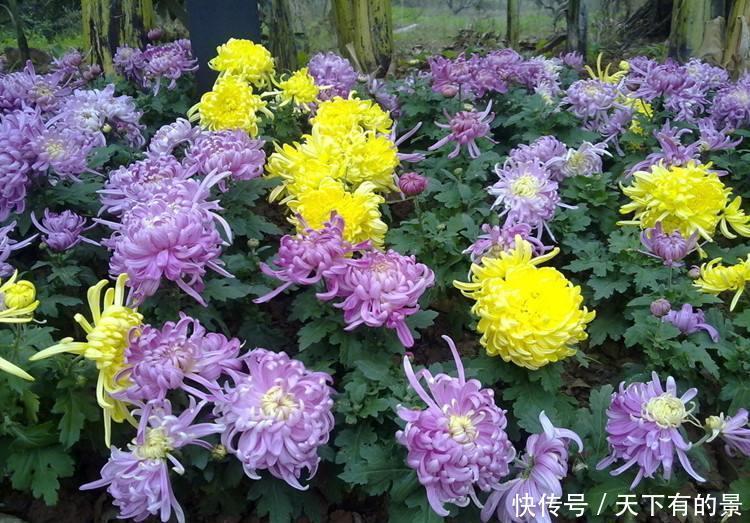 这些花不吉利又难听,开花再漂亮,也不敢在家养