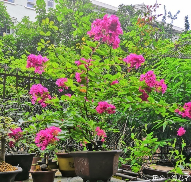 紫薇树|路边的紫薇花,种盆里变老桩盆景,价值太珍贵!