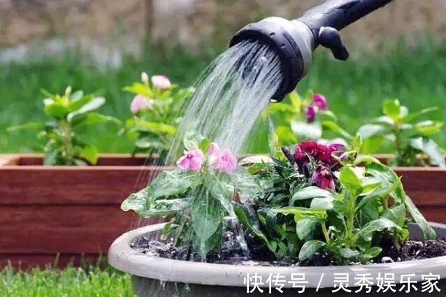 植物|养花浇水“学问大”，老花匠教你什么水、什么时间适宜浇花！