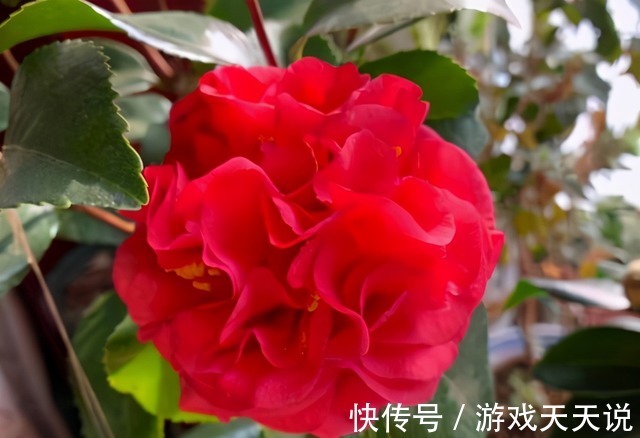 此花，温度越高越好闻，花色艳丽，花型超大，养护简单适合新手！