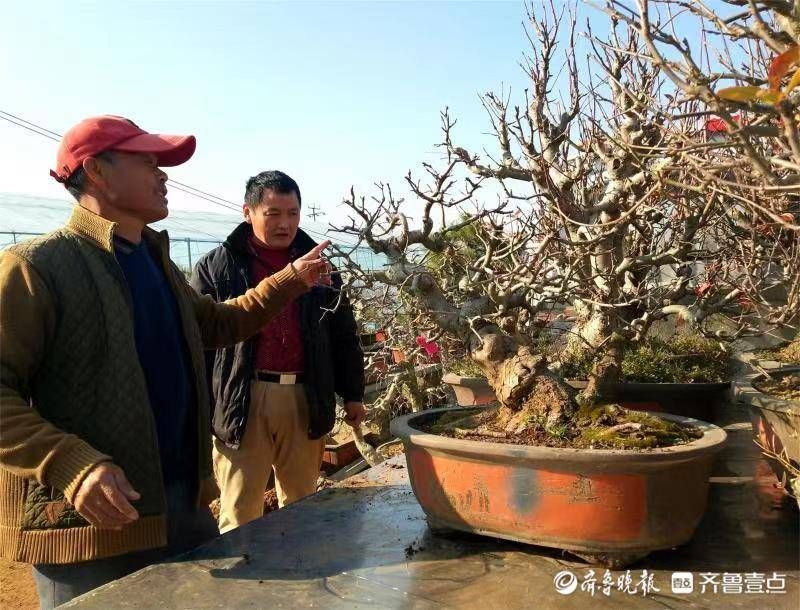 网络直|网络直播让玉峰盆景走俏市场