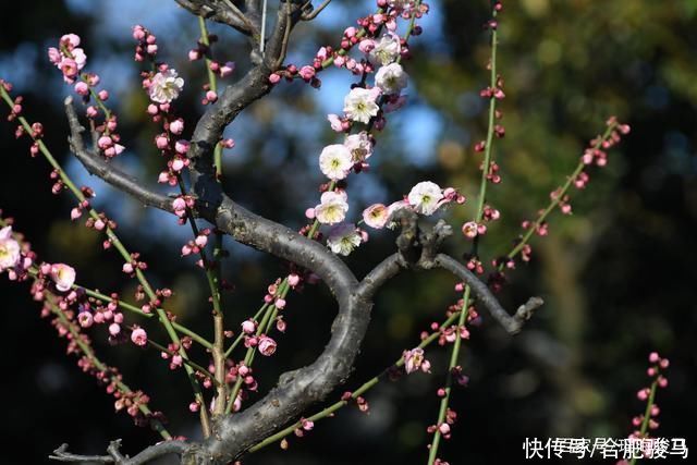 中年|大年初二，合肥包公园游客爆满，梅花盛开喜迎游客