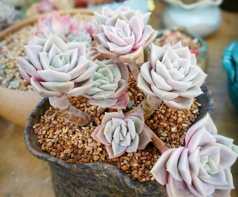 被拉下神坛的可爱多肉,曾经贵到退步,现在价格便宜少有人养