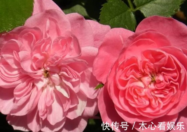 三种观赏价值非常高的月季,不是我国培育的,但是适合种在庭院中