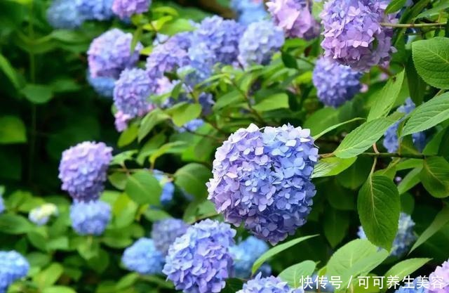 这些植物一定要勤浇水,不然分分钟“渴死”!