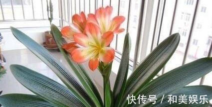 风水|此3种花随便养一盆，兴家又旺财，过得好的人都养！