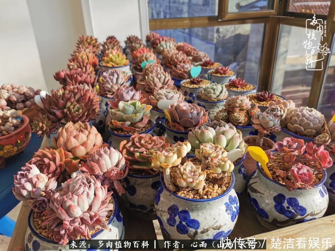 三色堇|懂得珍惜的人,才值得拥有更多美好的事物!养多肉也是如此!