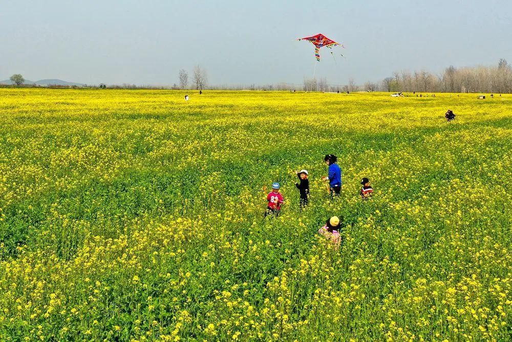 太美了！2021年铜山最新赏花地图出炉！竟有这些地方可以游玩儿…