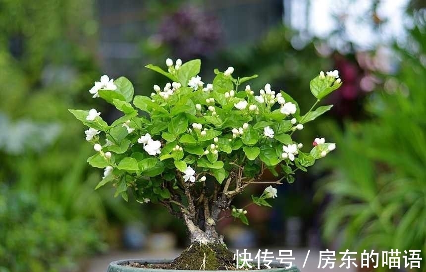 仙人球|5种“漂亮花”,喜欢毒日头,晒晒太阳,直接爆花快