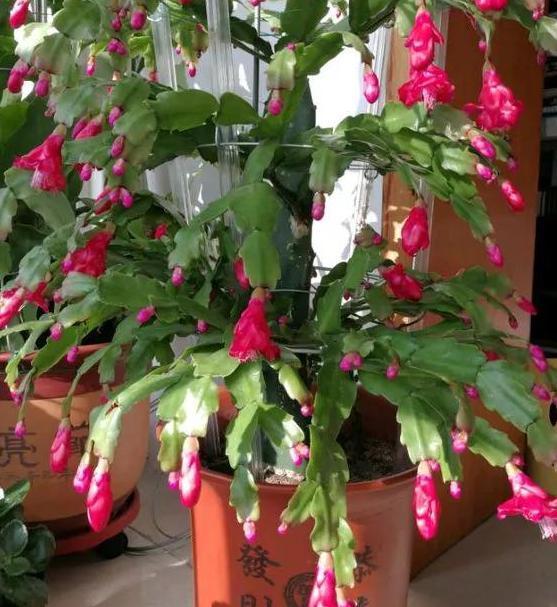 圣诞仙人掌|嫁接、盆栽蟹爪兰该注意什么2步管理到位,茎叶嗖嗖花开不停