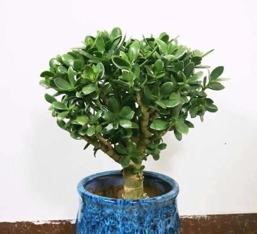  懒人|最适合懒人养的5种花，省心又好养，偶尔浇浇水就可以活