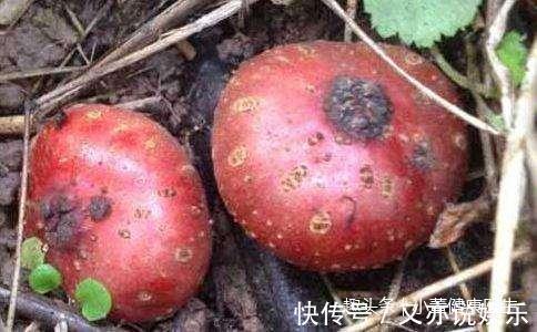 农村|农村这种常见的“野果”，烂在地里无人要，现如今卖到20一斤