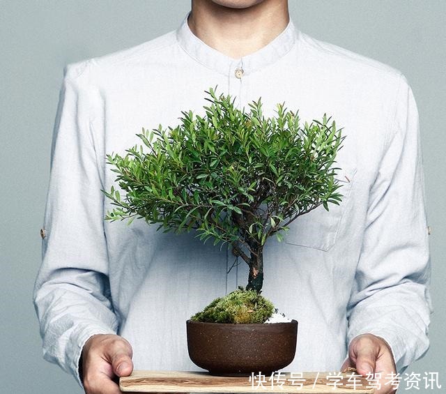 7种花，就得小盆养，盆越小水越少，长得更快！