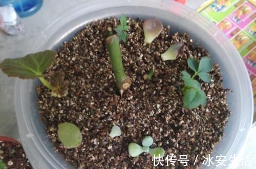 蟹爪兰|入秋扦插6种花,7天就生大白根,告别黑腐烂,花开量大