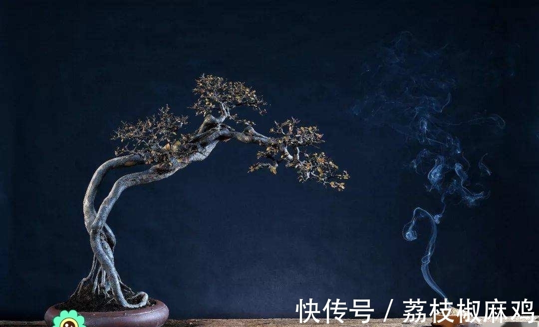 栽培|养花久了，可以栽培这6种树，培养成盆景，不仅好看，而且价值高