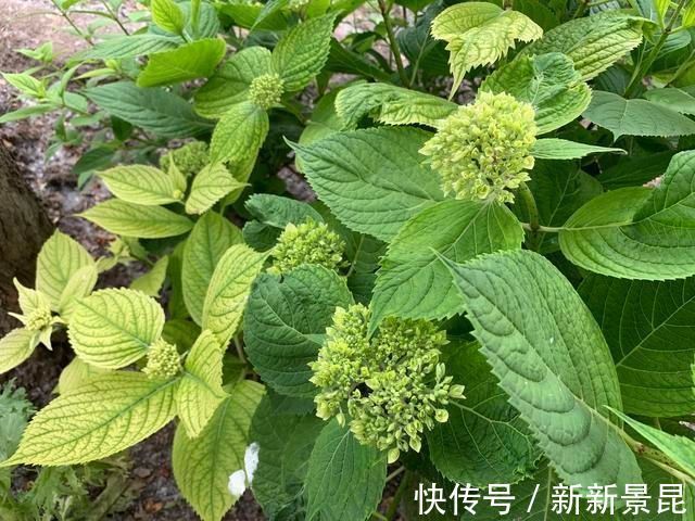 满枝|3种花都是“酸水”喂大的，每月浇点醋，黄叶消失，花满枝