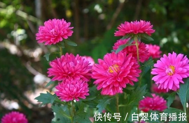 花期时间比较长的4种花,寓意“仕途长长久久”,很多人已经在养