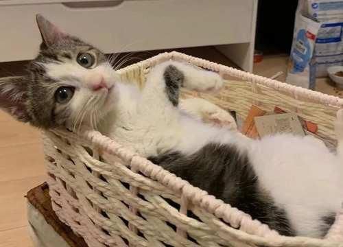 想不到|用兰花专用土栽种君子兰,这结果估计很多人都想不到