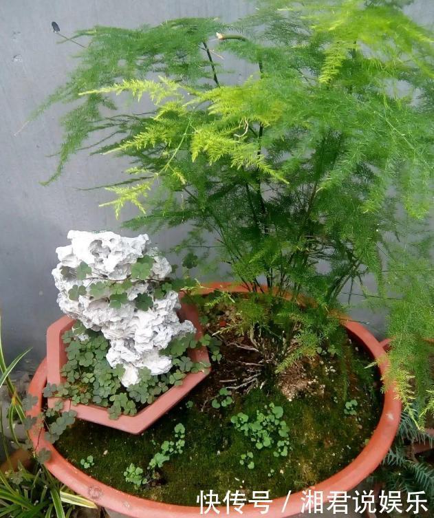 修剪吊兰、发财树、长寿花,就参照割韭菜,半个月一茬刚好!