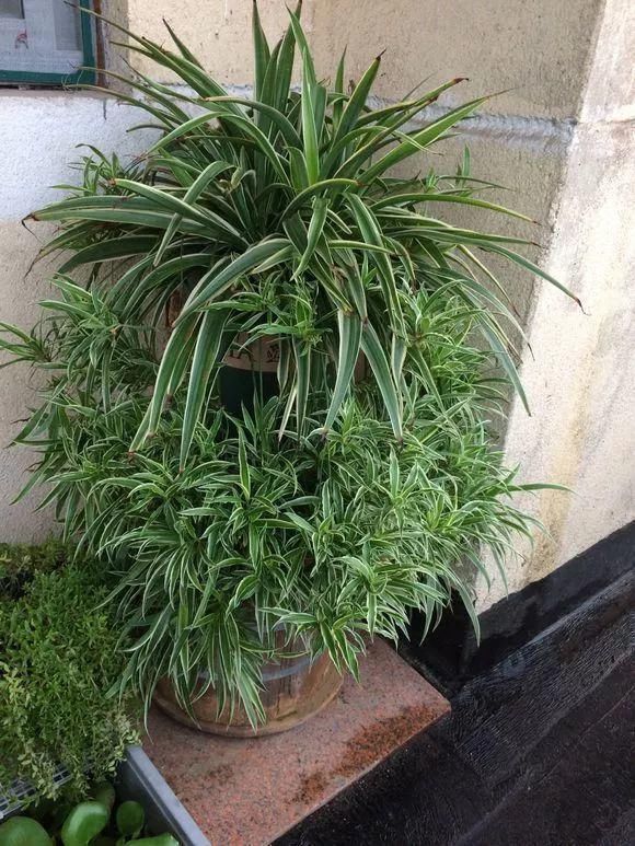 黄化病|总烂根黄叶,盆里撒一把它,不管多难养,很快能冒芽冒花!