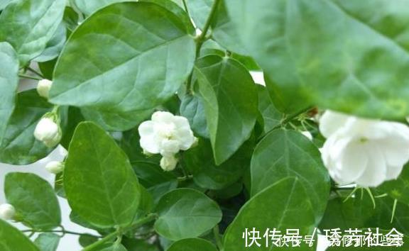 茉莉花|养好茉莉花,这一步“不能缺”花开一茬接一茬,连续不间断