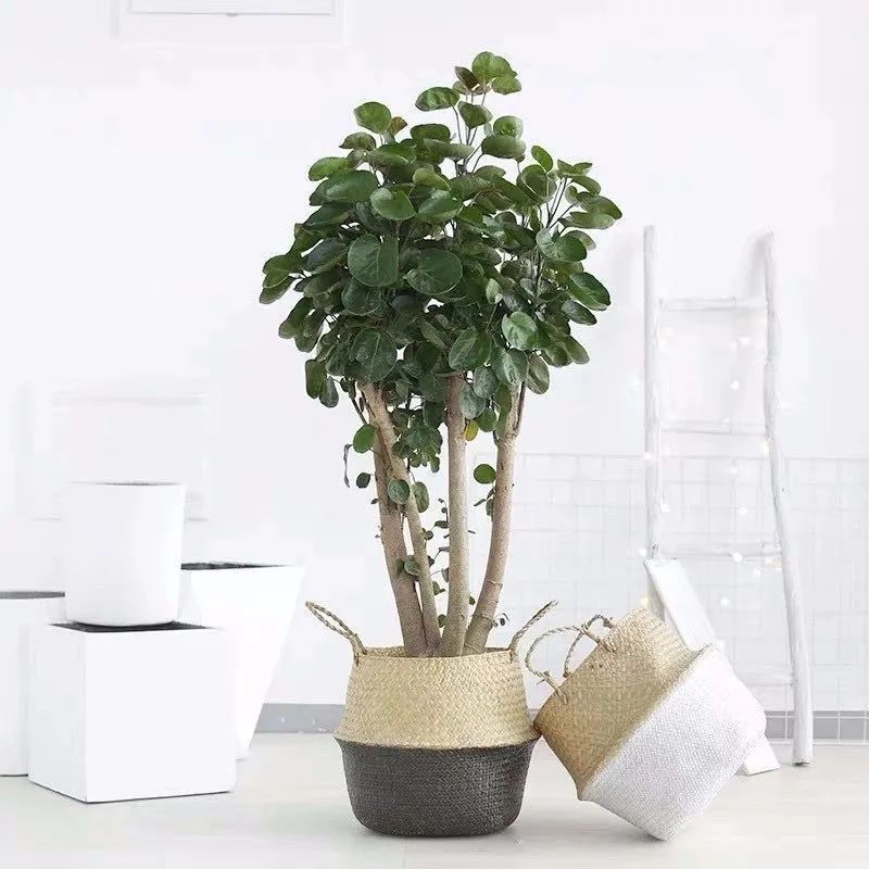 八种命里带“钱”的植物,家里养一盆,招财又旺运,你家养了几种