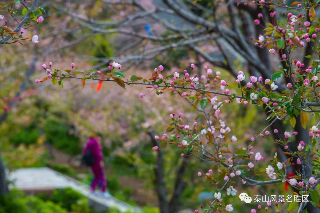 春红|林花谢了春红，醉染流年