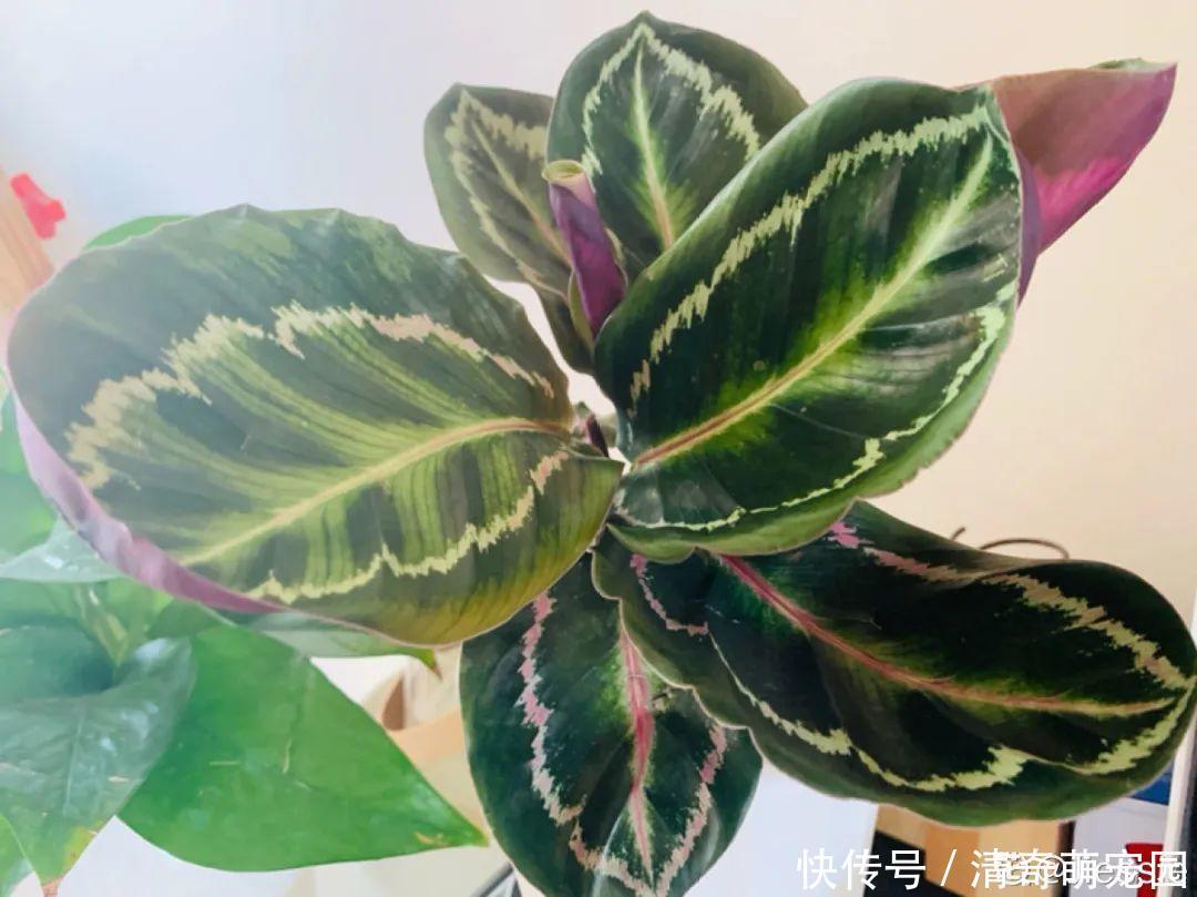 潮湿|超级“喜水”的花,3天不浇水,就离死不远了