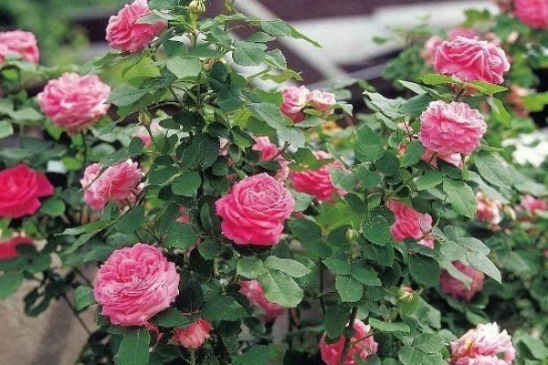 玫瑰,蔷薇,月季,你可能傻傻分不清,教你一招轻松辨别