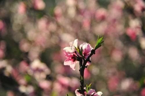 春天里，来五莲赴一场十里桃花的约会吧