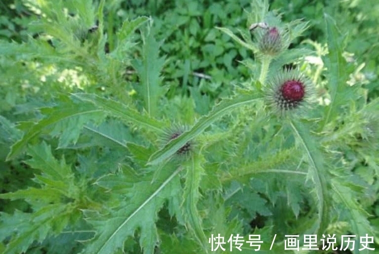 野草|这野菜含钙量很高，清热解毒效用高但遭人嫌弃，你们有吃过它吗