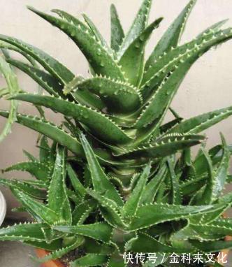 叶片|不会养芦荟,记住几个技巧,一年长到爆盆,叶片肥厚,呼呼冒芽