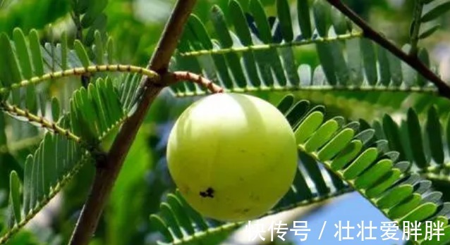 睡眠质量|这野果吃一口忘不了,一口苦,二口酸,三口回甘,药食两用价值高!