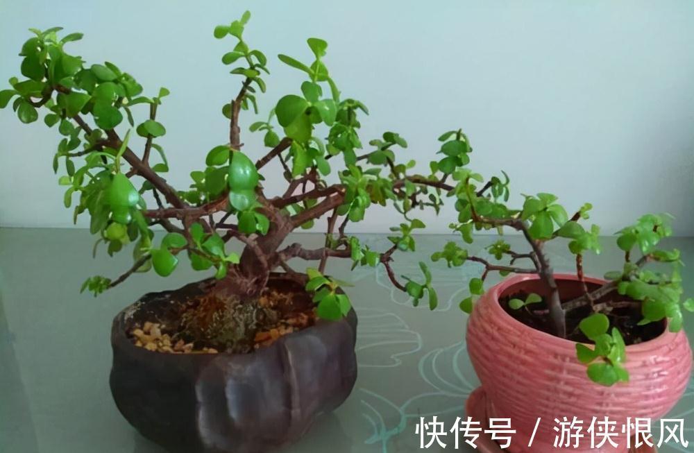 有机肥|金枝玉叶有6怕,难怪叶片哗哗掉,避开枝叶紧凑,二三年成老桩