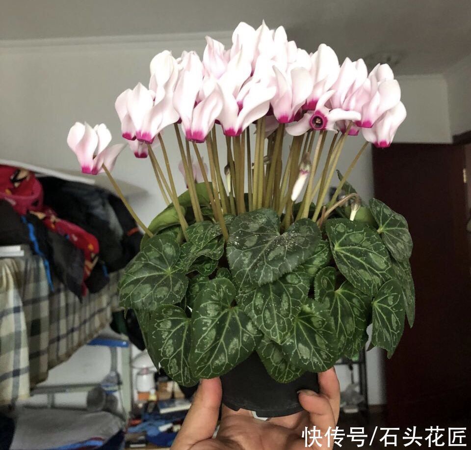 年宵花上市,这6种花“有档次”,养在家里颜值高、倍有面儿