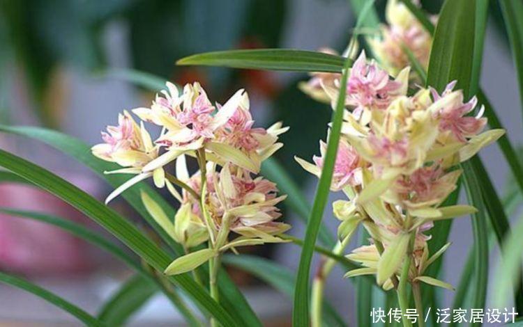 4种花现在养刚刚好,花香醉人,比香水还好闻!