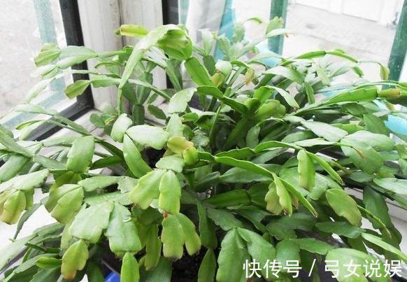 夏季养殖蟹爪兰、沙漠玫瑰、仙客来、君子兰,少浇水反而长得好