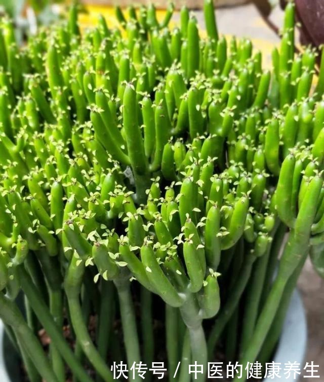 别养绿萝了,这20种耐阴植物,养在家里更合适!