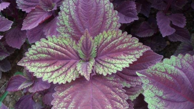 肝硬化|1种叶子全身是宝，开水里泡一泡，肝炎、肝硬化、脂肪肝通通打倒