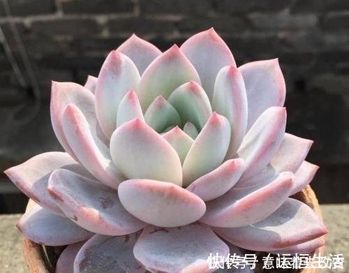 烂根|导致多肉休眠的3个原因,及时避免,不然黄叶又烂根!