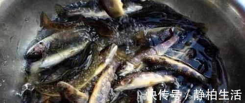 食用|在家里做鱼时，发现鱼有柴油味是为什么？还能不能继续食用了？