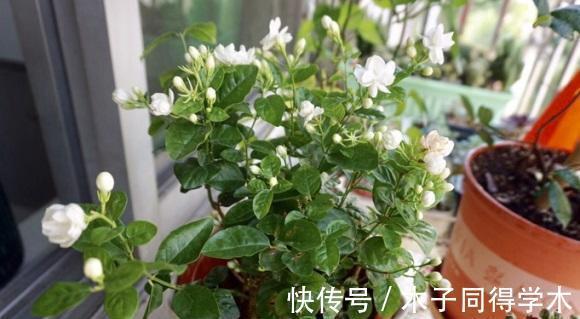 茉莉|茉莉叶子发黄，分不同的情况，对症下药，改善叶子发黄问题！