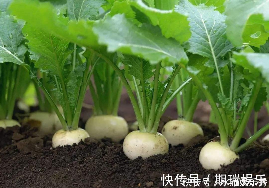 名蔬|种植超2000年,常被误认成萝卜,如今成我国出口名蔬,常做成腌菜