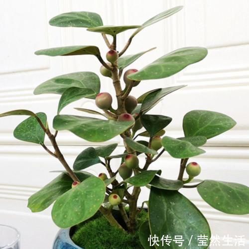 观叶|“小盼菩提”是一种什么盆栽?观叶又观果,漂亮好养,像带着仙气